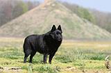 SCHIPPERKE 170